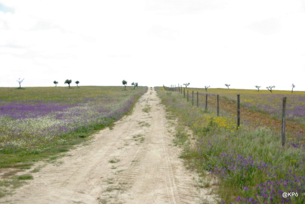 une histoire olympique : Abébé Bikila, marathonien (1932-1973)