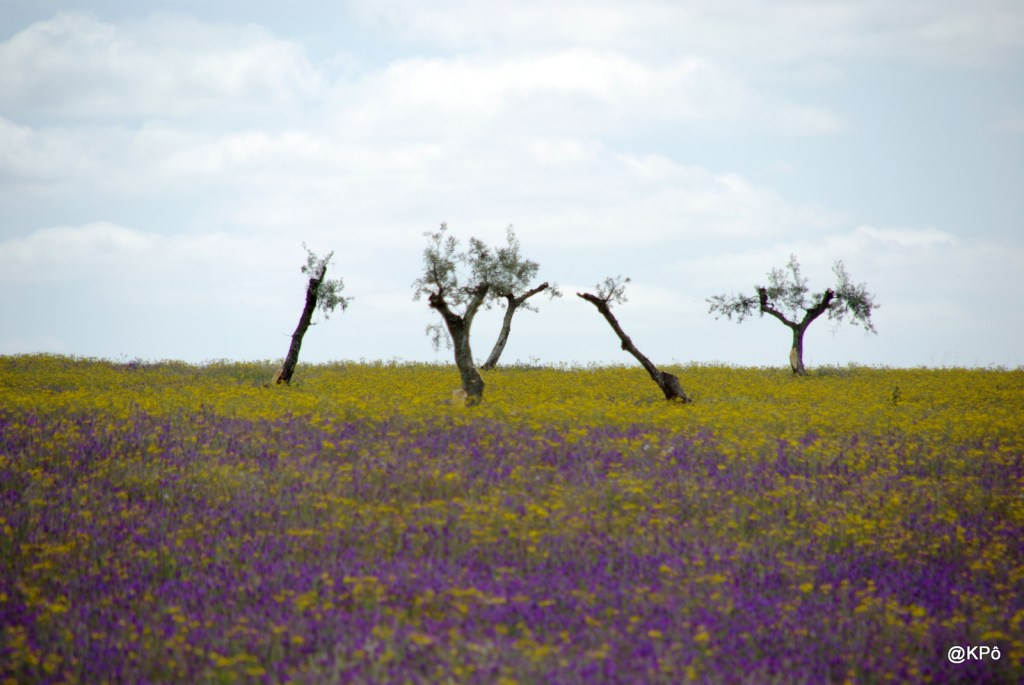 Les mardis de la poésie : Alfred Jarry (1873-1907)