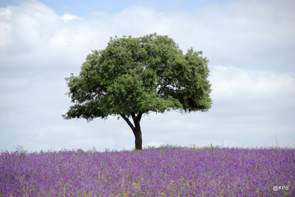 Généalogie des vieilles branches&nbsp;.