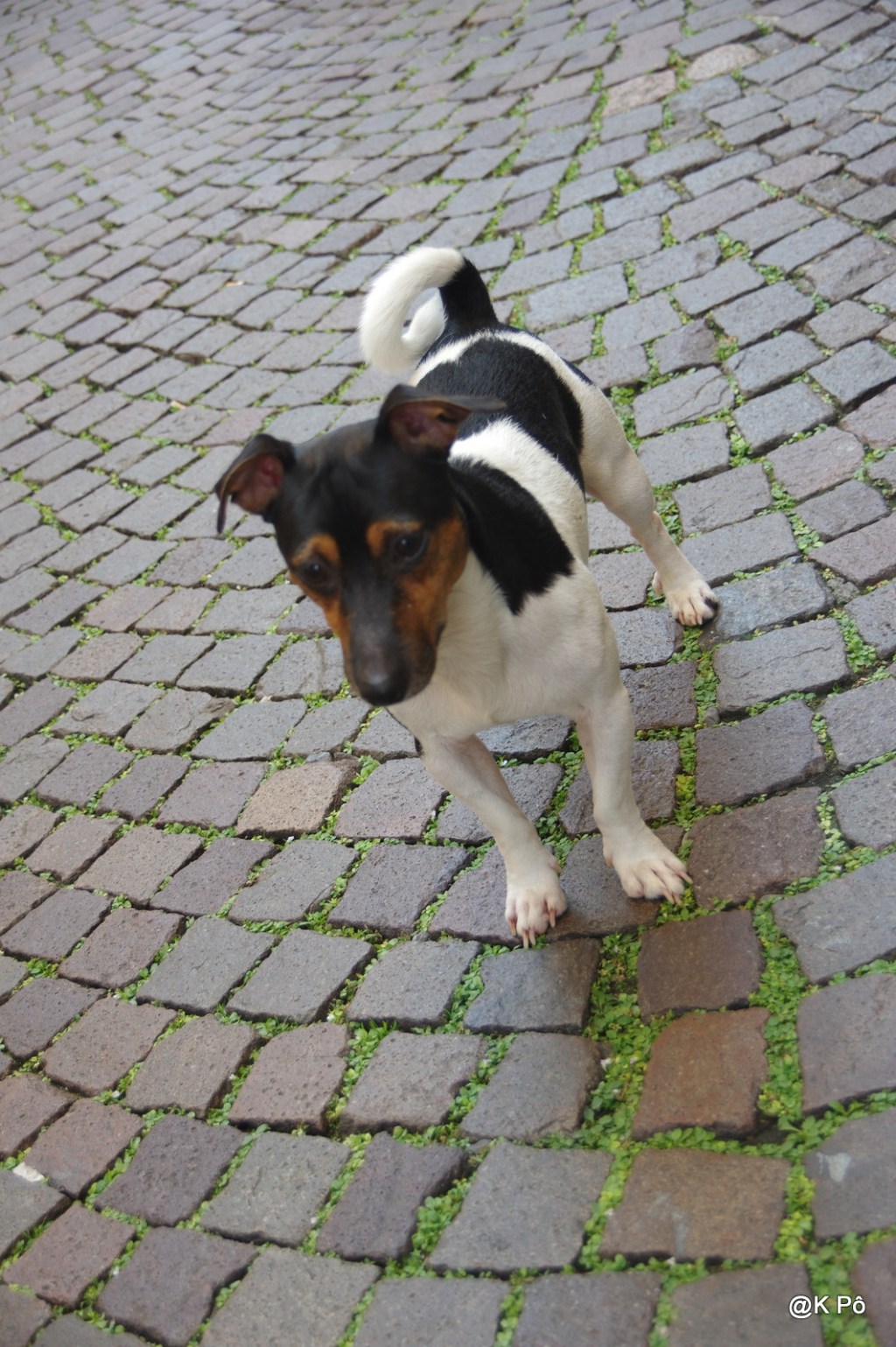 Une vie, un chien, et ça suffit&nbsp;?