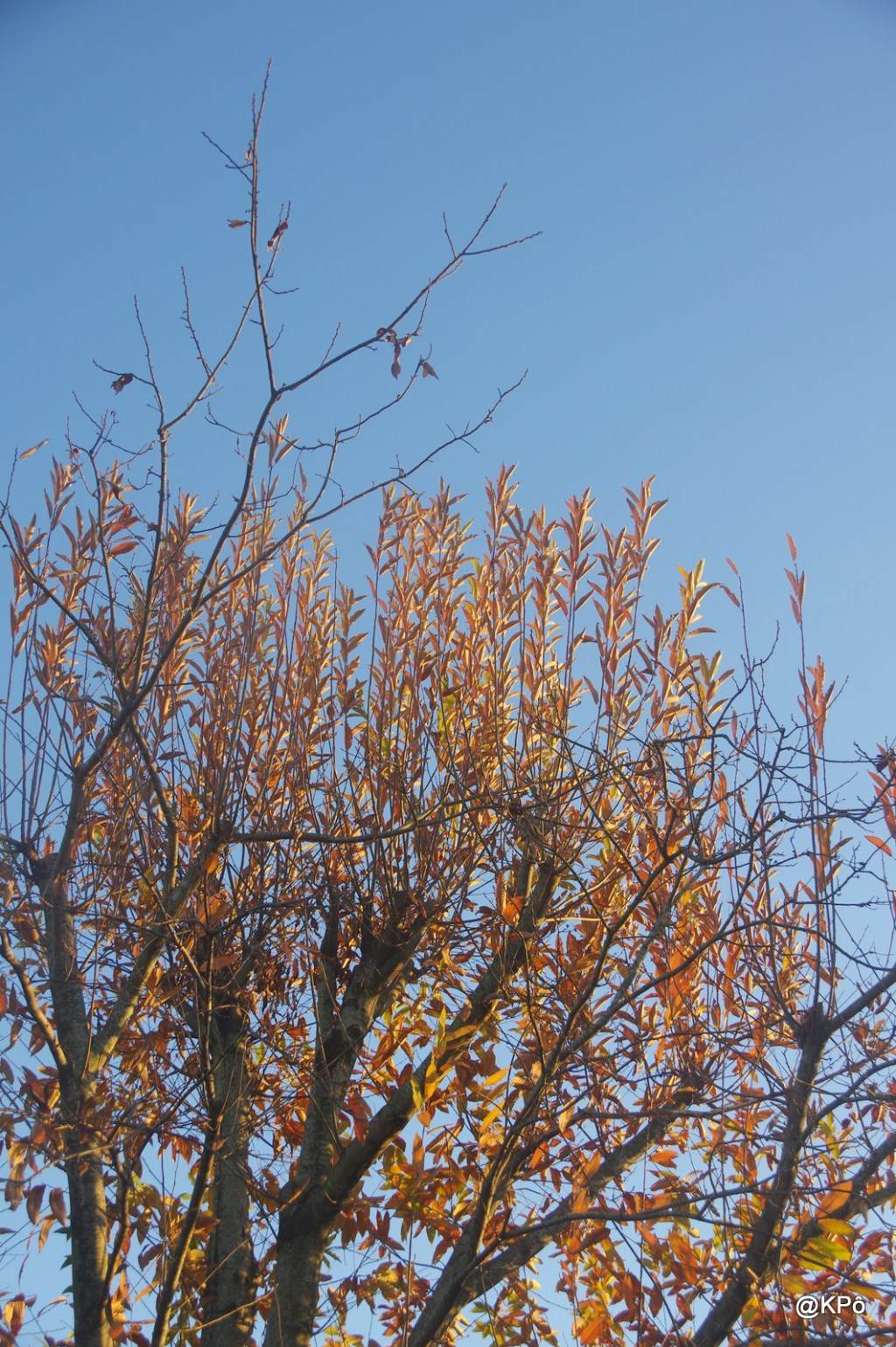 Les 3 maris de Rosa Beauregard (épisode 3)