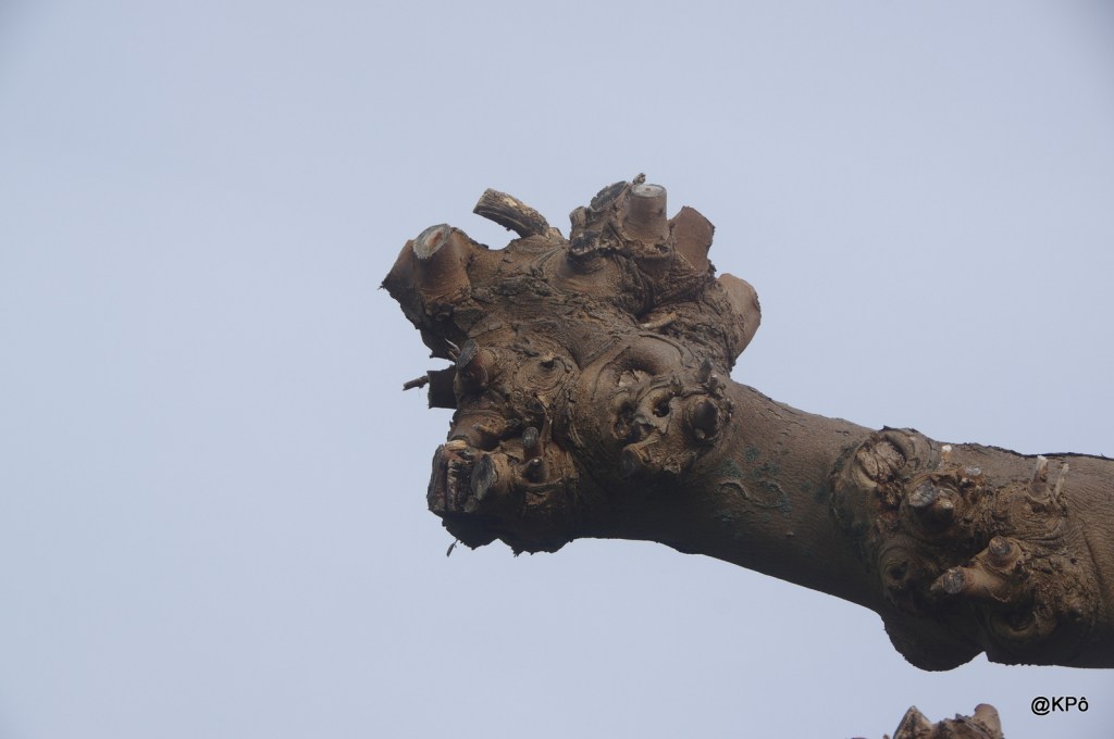 Monstres à bras&nbsp;raccourcis?