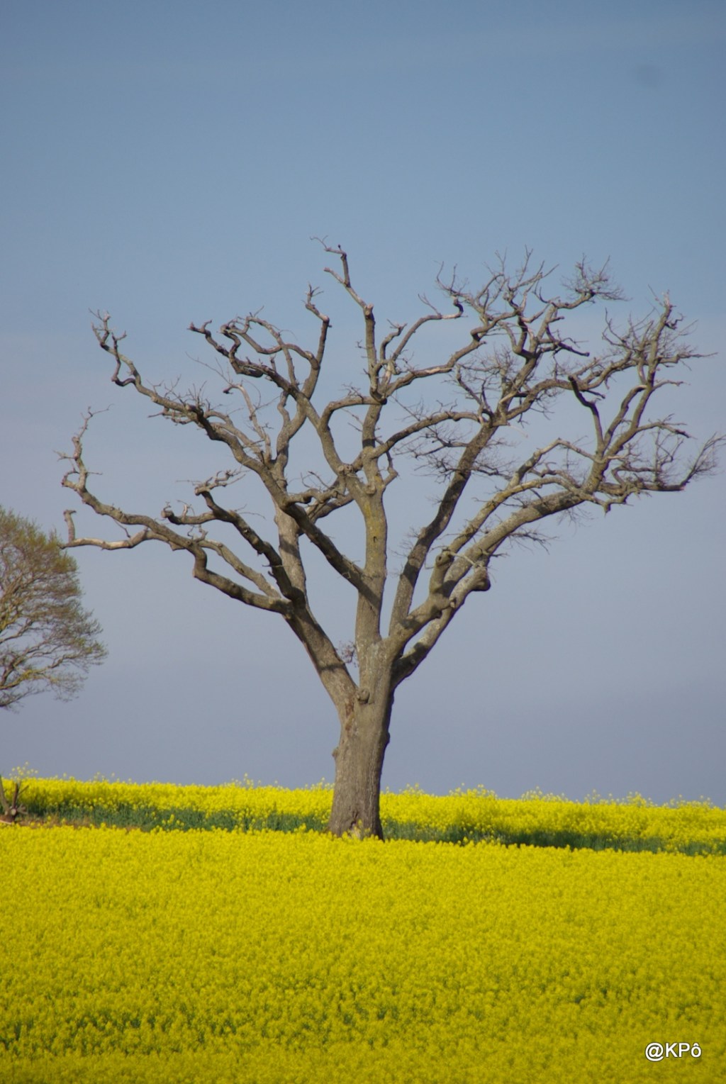 Les mardis de la poésie : Philippe Jaccottet (1925-2021)