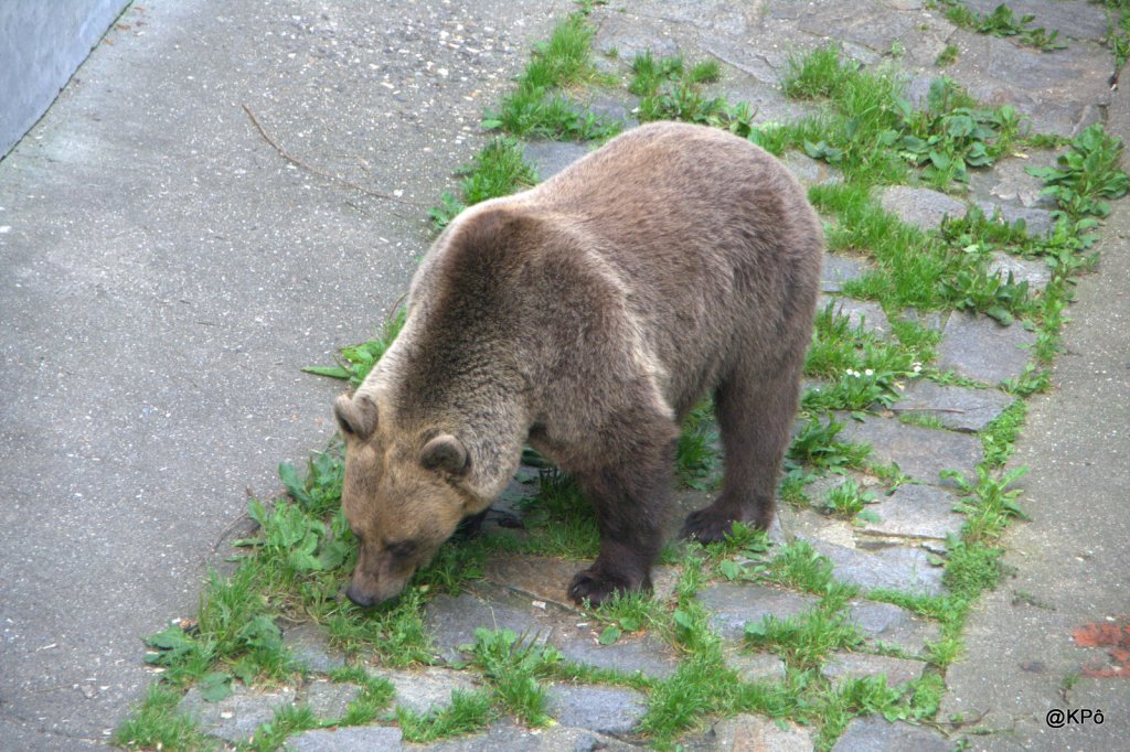 La dernière nuit blanche du&nbsp;Grizzly