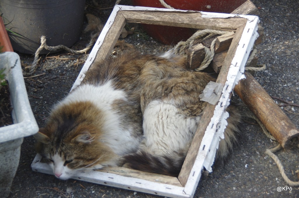 Un cheval pour mon royaume, un vrai plumard pour une alcôve…