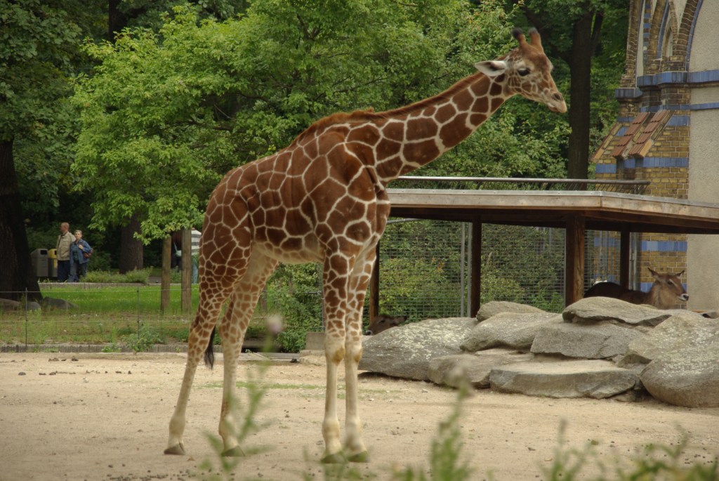 un vrai plaisir de 1er mai : baigner la girafe.