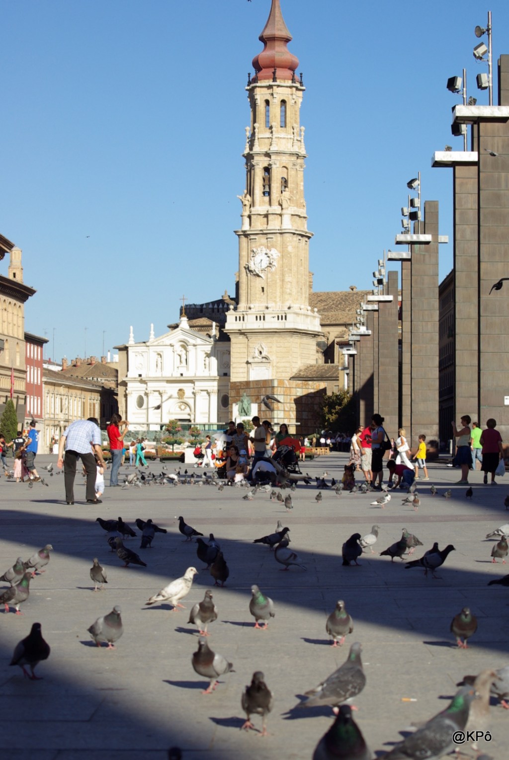 Il y a pigeons et pigeons