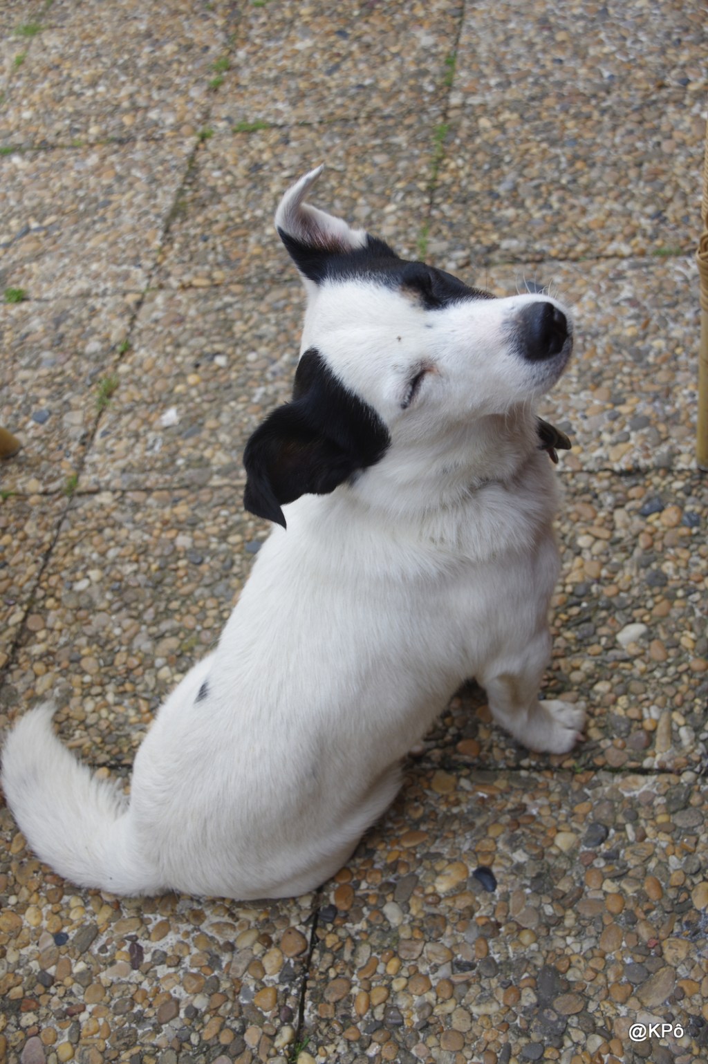 Sur les chiens et, au-dessus, des&nbsp;lunules