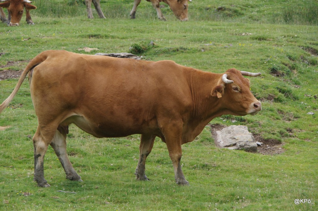 Les faits divers amusants : 40 vaches s&rsquo;évadent pour se mettre au&nbsp;vert-gazon