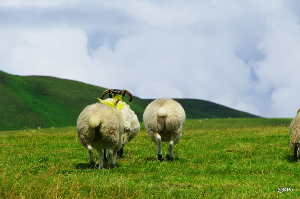 ALPHONSE, PAR LA CONTRE&nbsp;ALLAIS