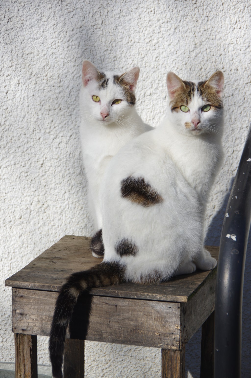 Chat noir, nuit&nbsp;blanche…