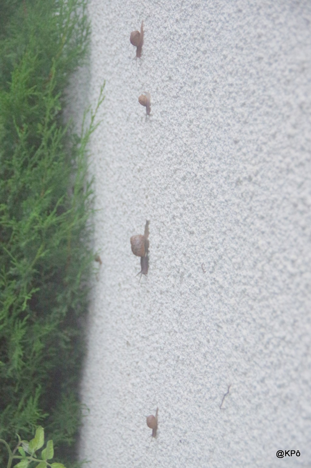 De la bave des escargots à celle des escamoteurs de réalité.