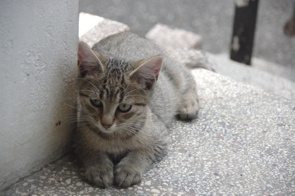 Des  chats de Tombouctou aux baguettes de chez&nbsp;Leclerc…