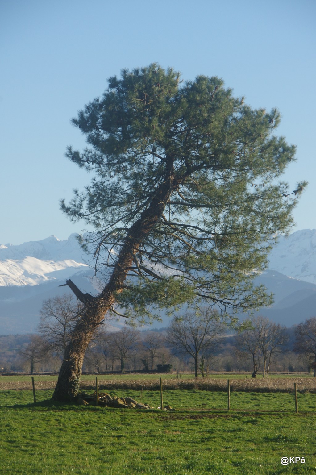 Auprès de leurs arbres ils vivaient&nbsp;heureux…