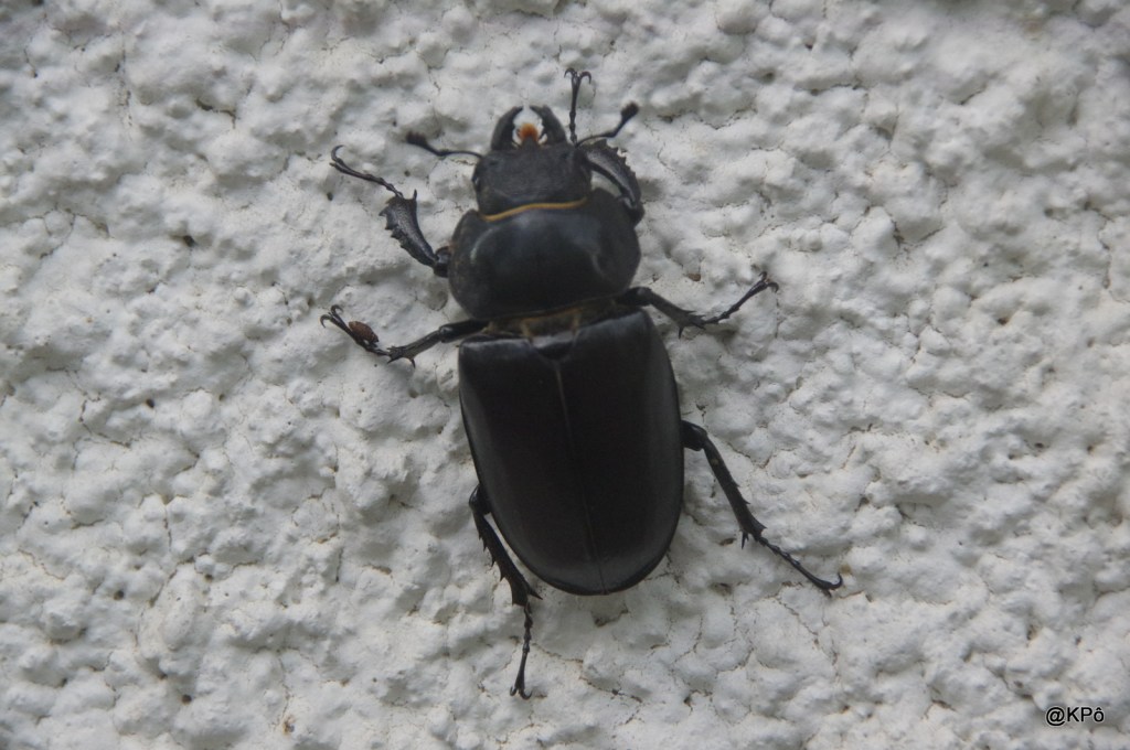 Le Gremlin du&nbsp;Kremlin