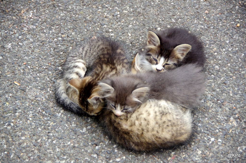 J&rsquo;suis décadent, j&rsquo;aime les déconneurs&nbsp;!