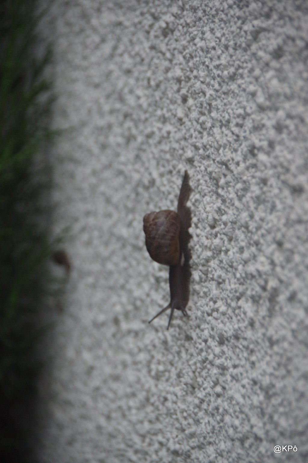 Zoologie- Botanique niveau 5ème, en&nbsp;1947.