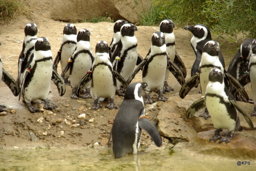 La connerie sans limite de la droite étatsunienne