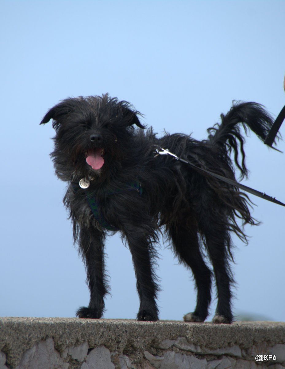 Un temps de chien, jour de deuil avec oreilles décollées.